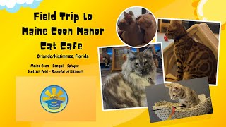 Visit Maine Coon Manor Cat Cafe