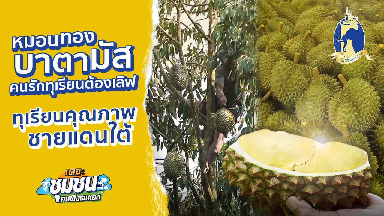 เดอะชุมชนคนพึ่งตนเอง | หมอนทองบาตามัส คนรักทุเรียนต้องเลิฟ ทุเรียนคุณภาพสามจังหวัดชายแดนใต้