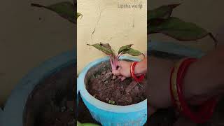 Repotting of aglaonema lipstick plants | Multiplication &amp; devision of aglaonema lipstick