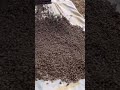 Honey bees ‘March’ prime swarm