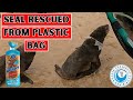 Seal Rescued From Plastic Bag