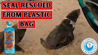 Seal Rescued From Plastic Bag