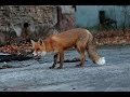 Припятский лис Семён / Lis Siemion. Fox from Pripyat