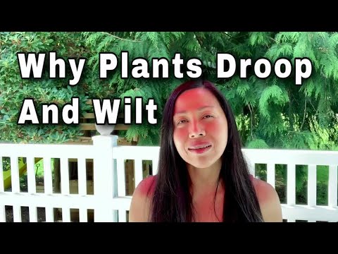 Why Are My Plants Drooping And Wilting?