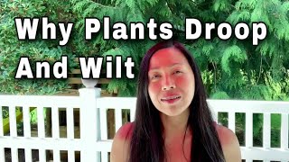 Why Are My Plants Drooping And Wilting?