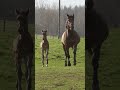 Morning jog horse harnessracing shorts baby horseracing