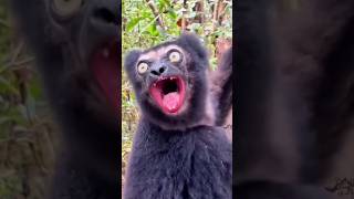 Este es el lemur mas grande y extraño del mundo! 🦧 #primate #lemur #madagascar