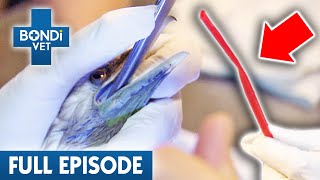 Huge Plastic Straw Stuck in Bird's Windpipe!  | Best of Bondi Vet Ep 11 | Bondi Vet Full Episode