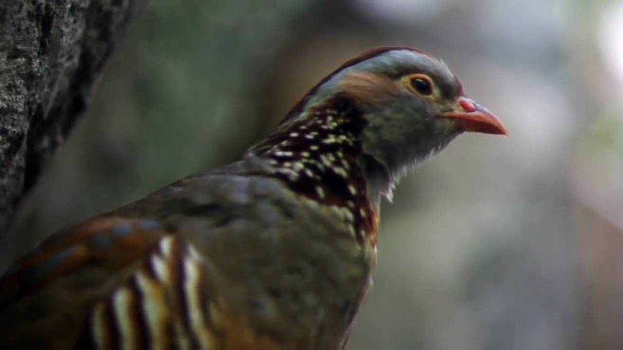 チャエリイワシャコとヒゲゴシキドリ Barbary Partridge and Bearded Barbet 