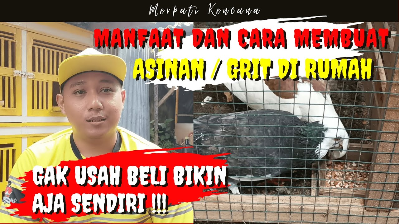 BIKIN GRIT ATAU ASINAN UNTUK BURUNG MERPATI || CARA BUATNYA SANGAT MUDAH !!!