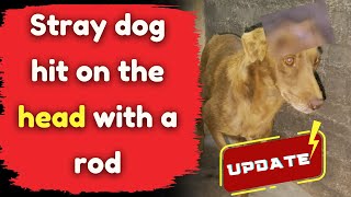 Stray dog hit on the head with a rod  UPDATE