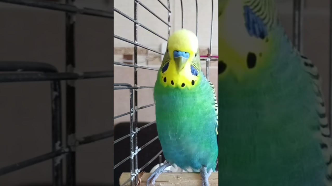 Muhabbet Kuşu Cağırma sesi #birds #talkingparot #talkingparot #parrot #birdsong #budgies