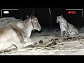 Фермер установил камеру чтобы понять, зачем леопард ночью посещает корову? Причина шокировала всех!