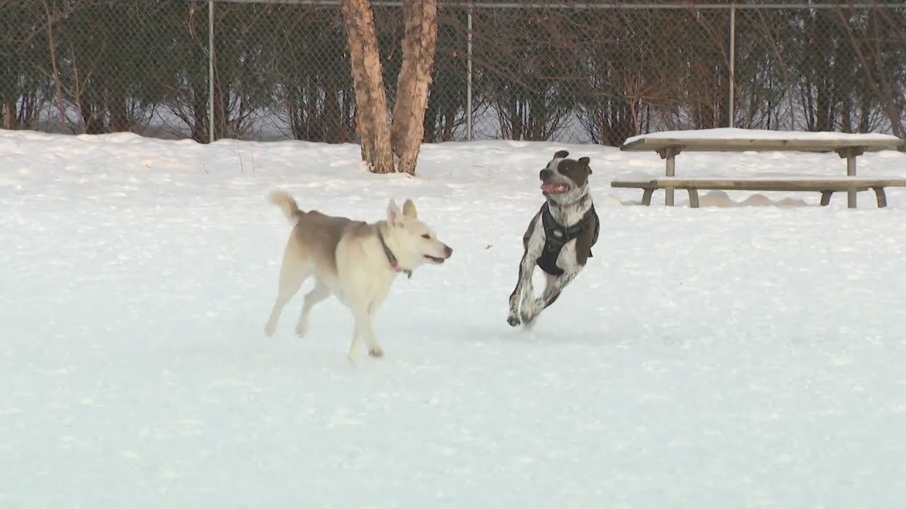 Keeping your pets safe in the cold - YouTube