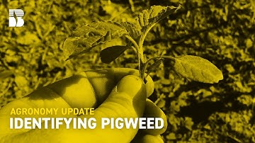 Identifying Pigweed I Beck