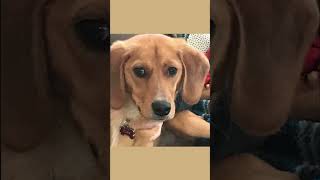 Meet Finn! 🐕 A 6 y/o Lab Mix from Pennsylvania who is looking for his forever home! Adopt today! 🐾