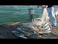 Amazing Big Cast Net Fishing - Traditional Net Catch Fishing in The River