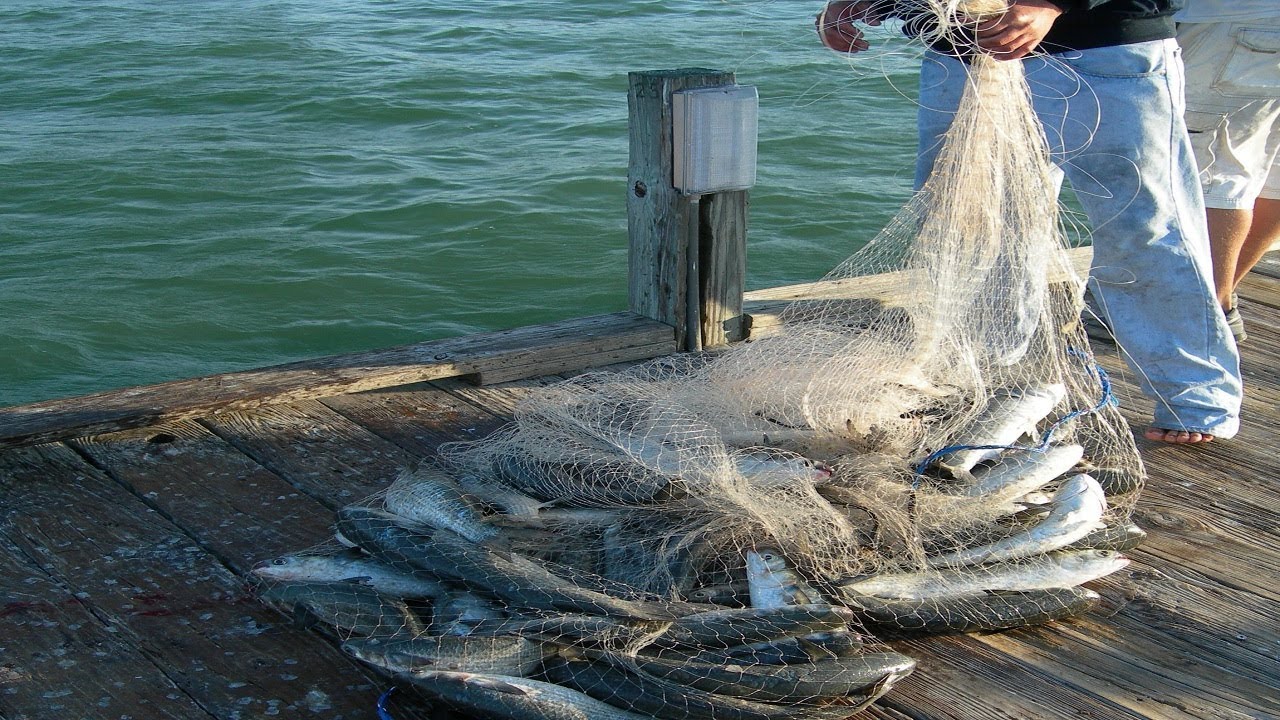 Amazing Big Cast Net Fishing - Traditional Net Catch Fishing in