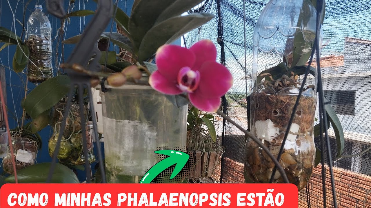 TUOR PELAS MINHAS ORQUÍDEAS PHALAENOPSIS 