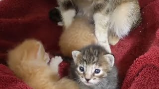 Momma cat cleans up while the kids play 🧽😽🐈 by AZDesertRain 781 views 1 year ago 4 minutes, 59 seconds