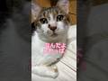 猫に『明日ごはん行こう』と誘ったら#shorts