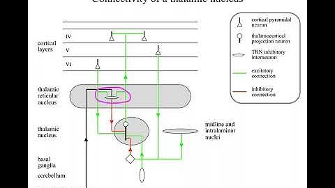 L8 8 ThalamicConnectivity&ThalamocorticalOscillations