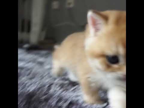 cute-funny-viral-videos-of-brtish-golden-cat|british-shorthair