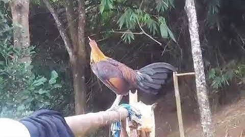 Lau qaib poj qua zoo thiab dib tuaj zoo kawg nyob rau 2020 - gà má mái giộng chuẩn mồi chuẩn % bổi