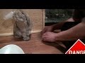 世の中にはこんなウサギもいるんです! (チャップ・ダンダンウー) Rabbit is a very pleasant animal.