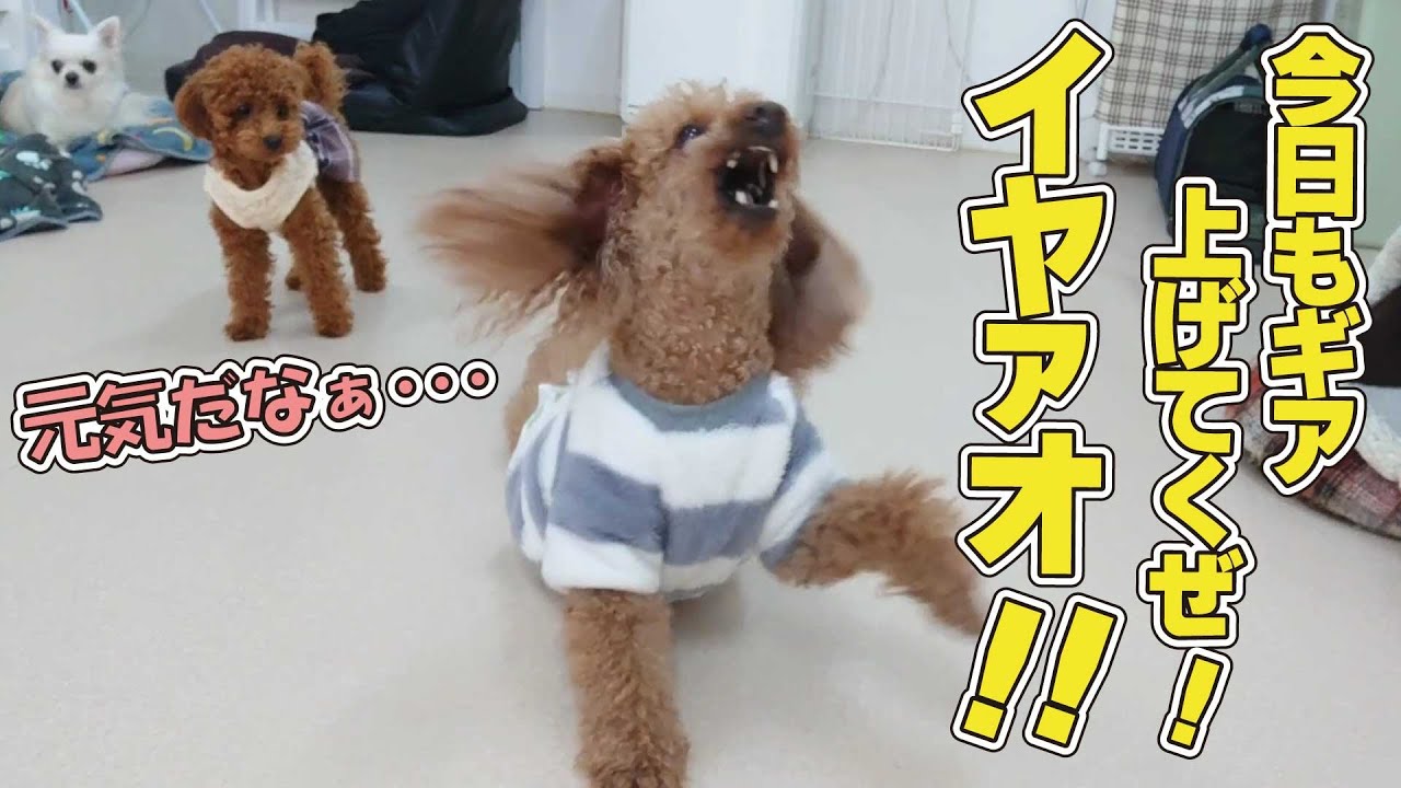 もうトップギアに入ってるトイプードル 🐶ひみつきちなう！#1