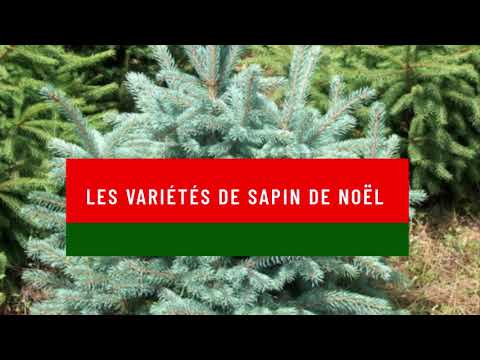 Vidéo: Sapin De Noël Chanteur Sans Maquillage: Photo