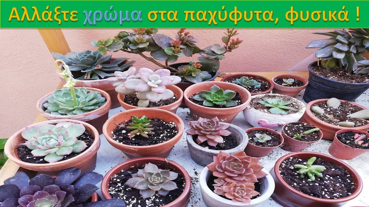 Αλλάξτε χρώμα στα παχύφυτα σας με φυσικό τρόπο!