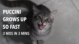 EP05: my kitten growing up | 3  6 months old kitten | Kiba and Puccini vlogs