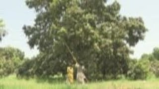 Water Shortages And Extreme Temperatures Hit Mango Production