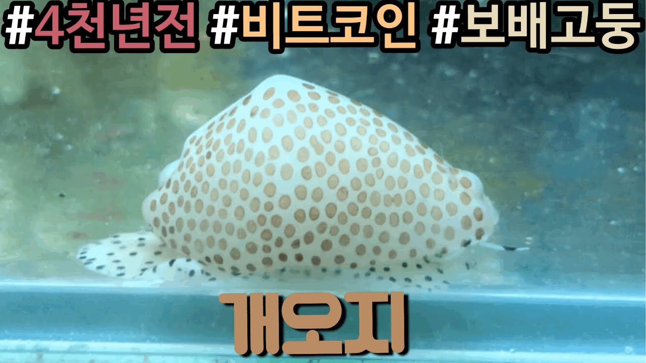 4천년전의 비트코인 개오지 | cowrie cowry | ( 언더워터티비 )