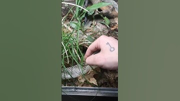 Is my humidity alright? how to tell without a guage #reptileroom