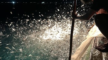 Nghề pha xúc mini cá cơm cá ve cá mờm gần bờ kiếm chục triệu mỗi ngày -Dân Biển