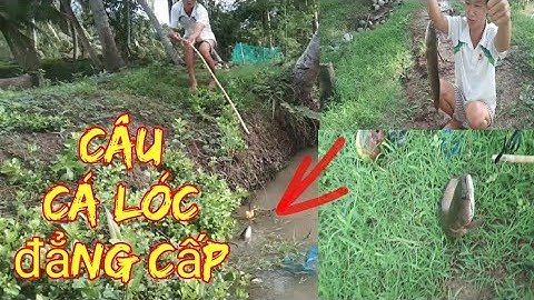 Câu Cá Lóc , bằng con vịt với pha xem hấp dẫn / chả chiên vlog