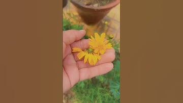 Thumbnail of Beautiful cosmos plants #trending #plantsofindia #gardenplants #shortsviral #nature #youtubeshorts