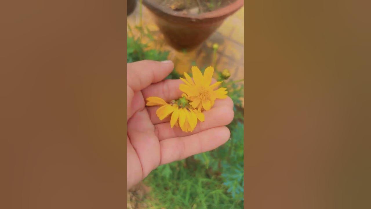 Beautiful cosmos plants #trending #plantsofindia #gardenplants #shortsviral #nature #youtubeshorts