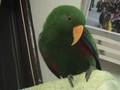 Riley the Amazing Talking Parrot - Best Bits