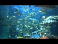 足摺海洋館の餌やり の動画、YouTube動画。