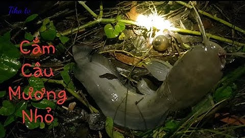 Cắm Câu Mồi Trùng Mương Nhỏ Dính Cá Trê Khủng Rất Hấp Dẫn || Fishing || Sông nước miền tây