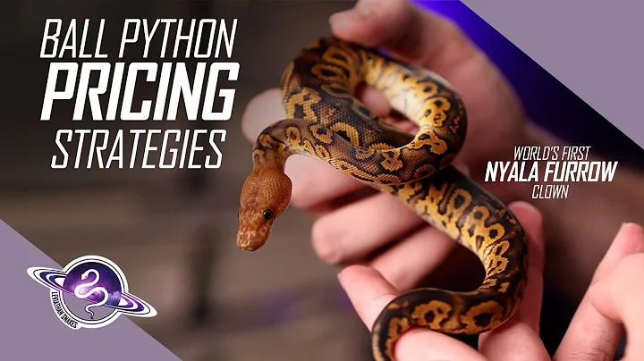 SECRET Ball Python Pricing Implications | Reptile Business Tips