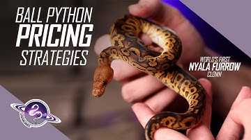 SECRET Ball Python Pricing Implications | Reptile Business Tips