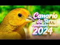 Canário da Terra Fibra Cantando Muito 2024