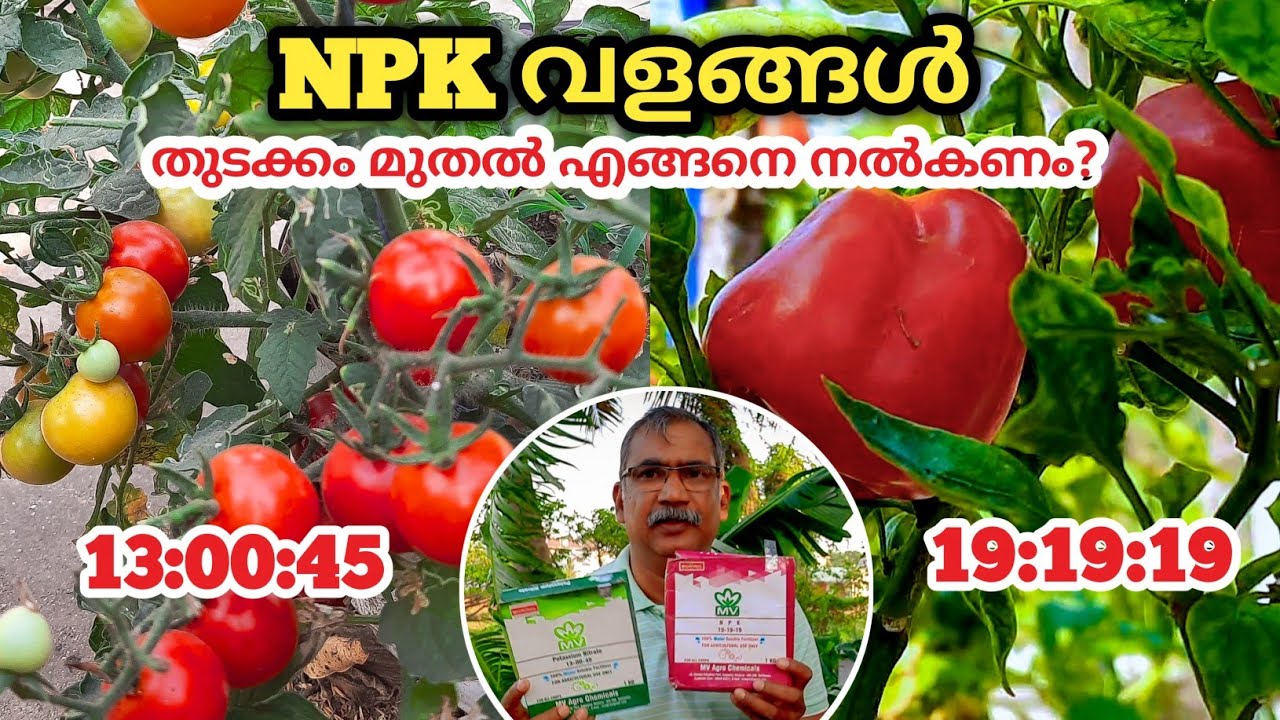 NPK വളങ്ങൾ തുടക്കം മുതൽ വിളവെടുപ്പ് തീരും വരെ | Water Soluble NPK Fertilizer | 19:19:19 | 13:00:45