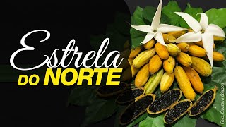 Estrela do Norte ou Fruta Doce de Banana - thptnganamst.edu.vn