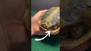 How to tell if your Tortoise is Male or Female