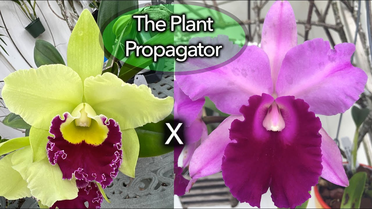 How rare do you like your Orchids? YouTube